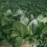 越冬菠菜30~35厘米