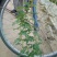 蔷薇花30~50cm