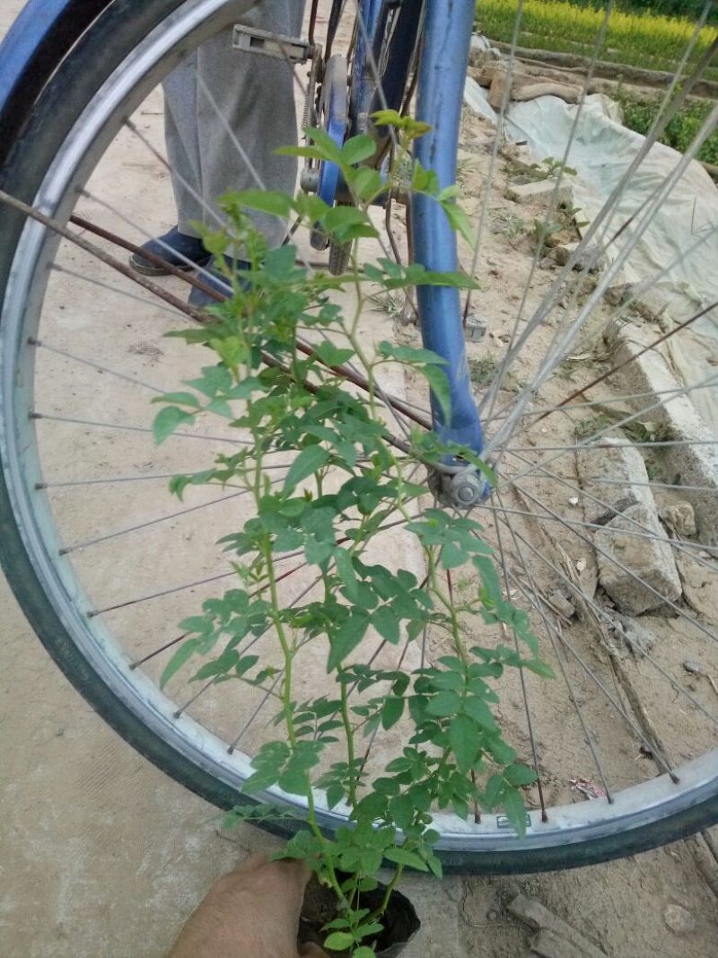 蔷薇花30~50cm