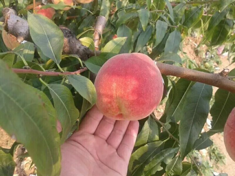 中秋蜜桃山地桃9月7号上市
