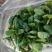 大叶菠菜35~40厘米