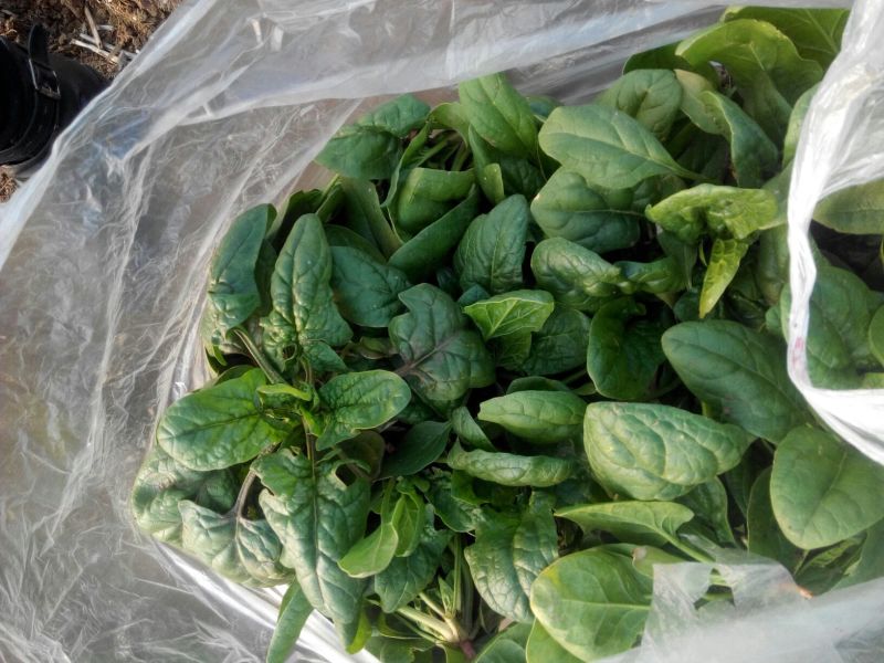 大叶菠菜35~40厘米