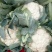 菜花1斤适中乳白