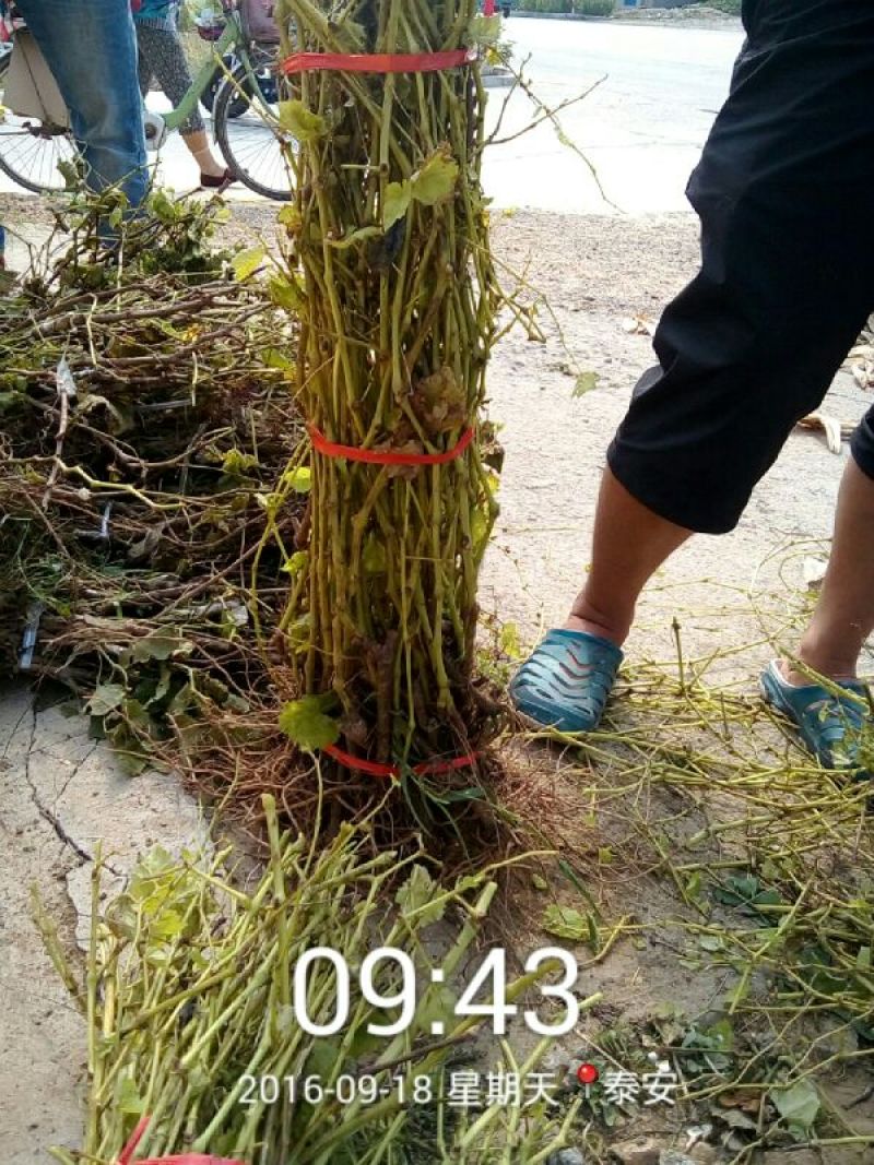 巨峰葡萄苗50~80cm1年