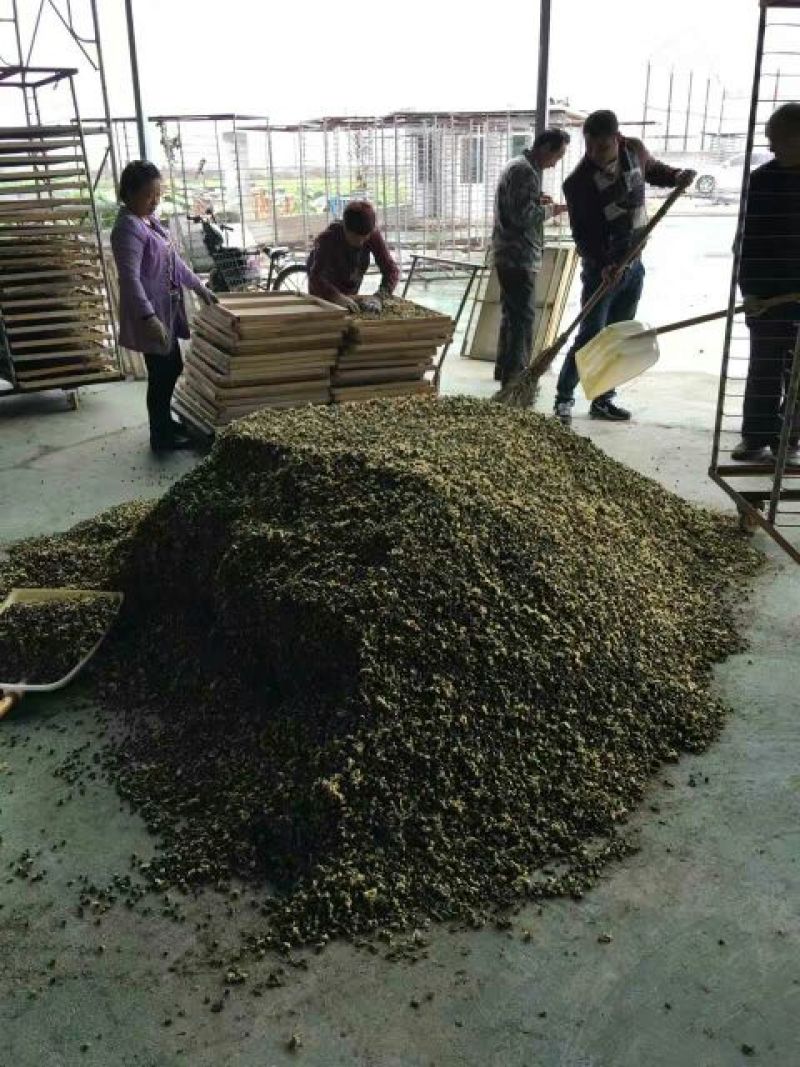 白菊花茶