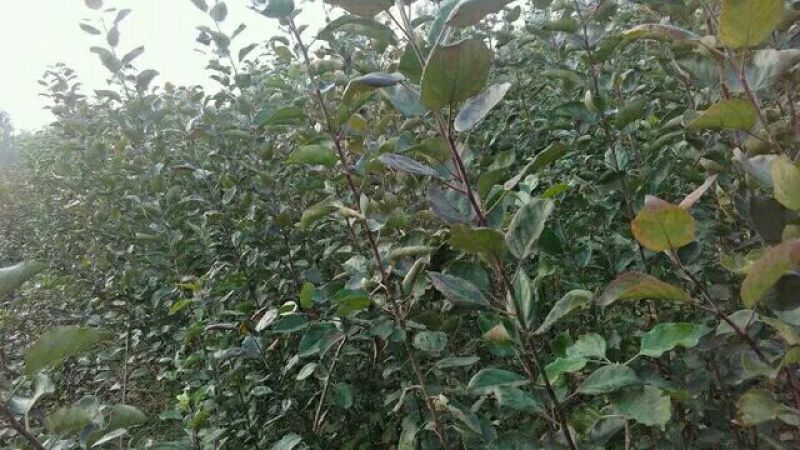 华硕苹果树2cm以下4cm以下0.5~1米