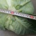 脆包菜连花白2~3公斤产地直供