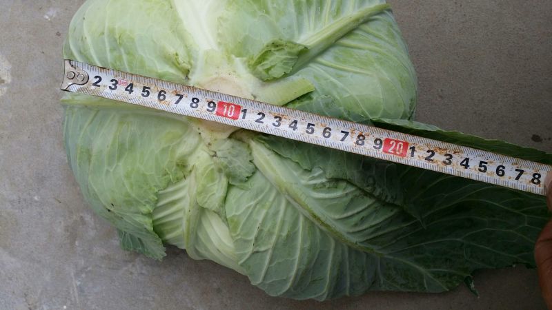 脆包菜连花白2~3公斤产地直供