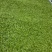 石阡苔茶一级