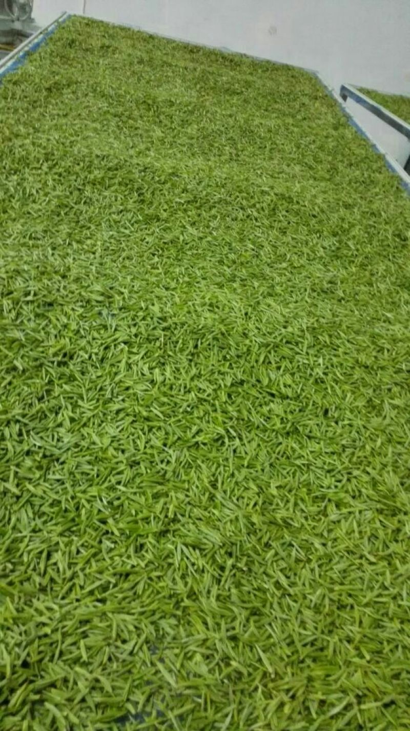 石阡苔茶一级