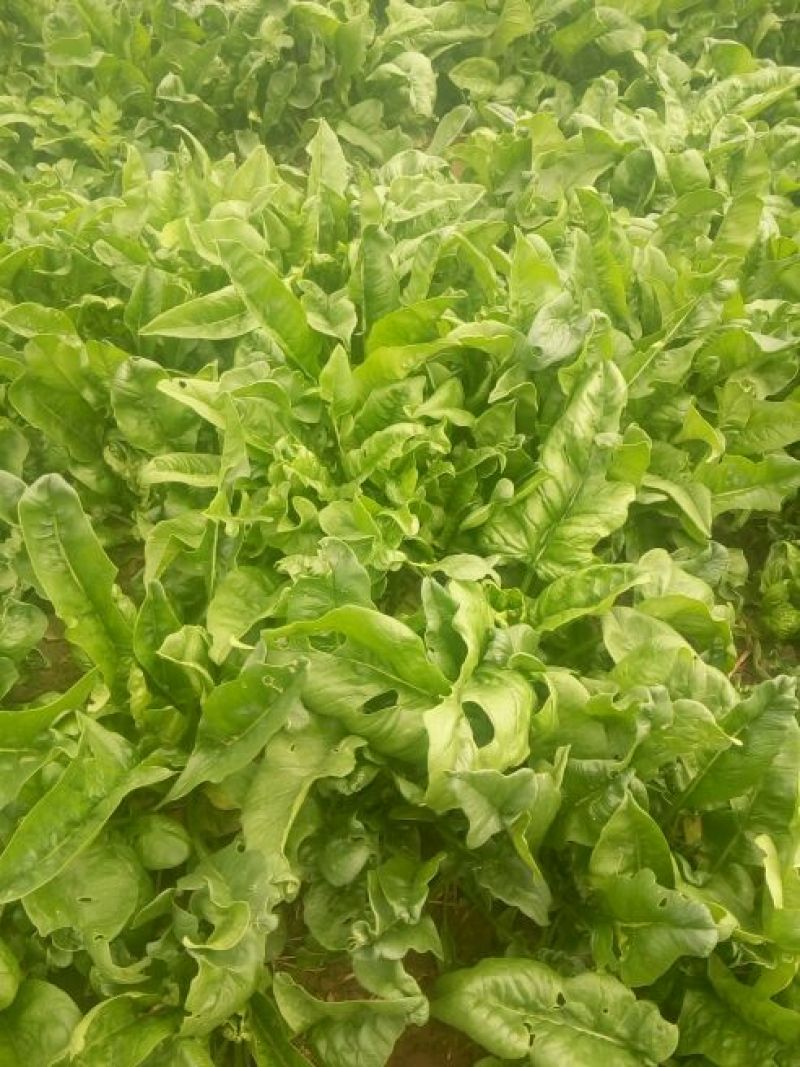 大叶菠菜20~25厘米