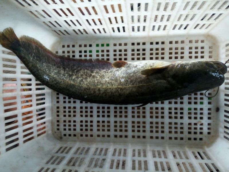 大口鲶食用
