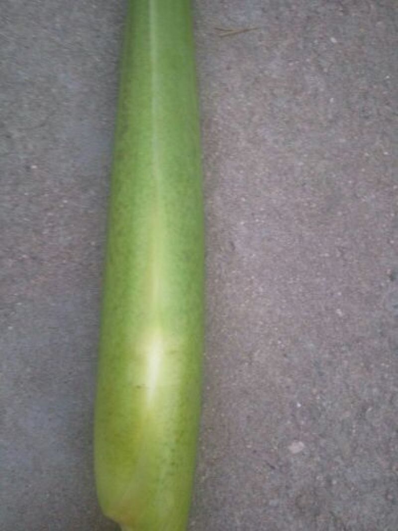 美人茭带壳