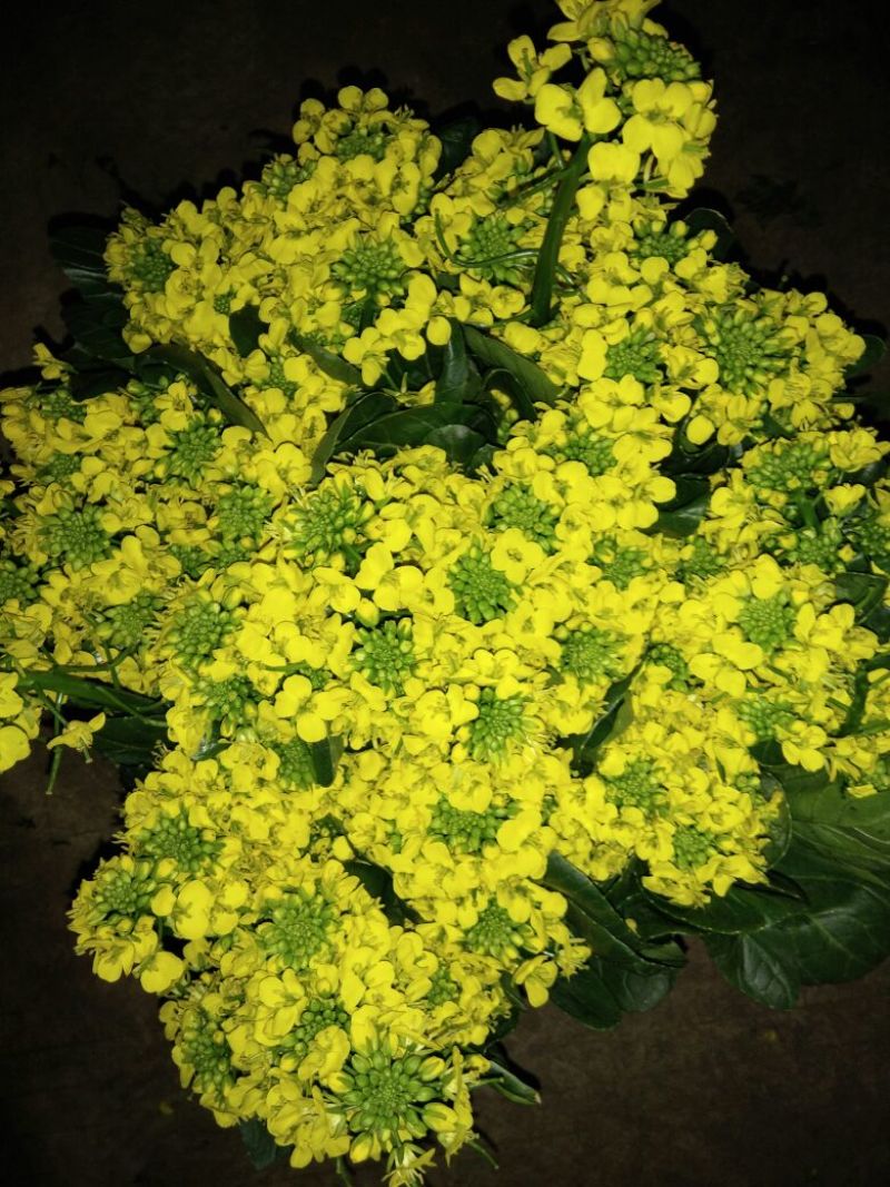 蔬菜