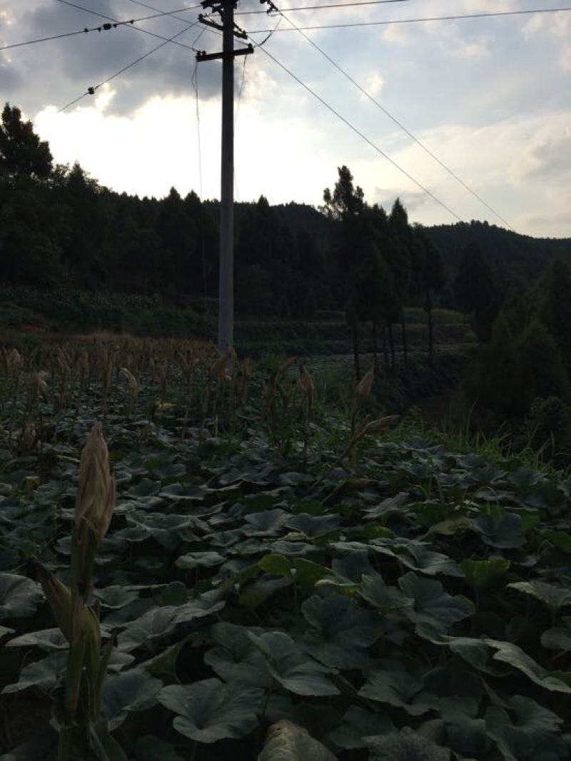 金韩蜜本南瓜