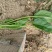 名门菠菜25~30厘米