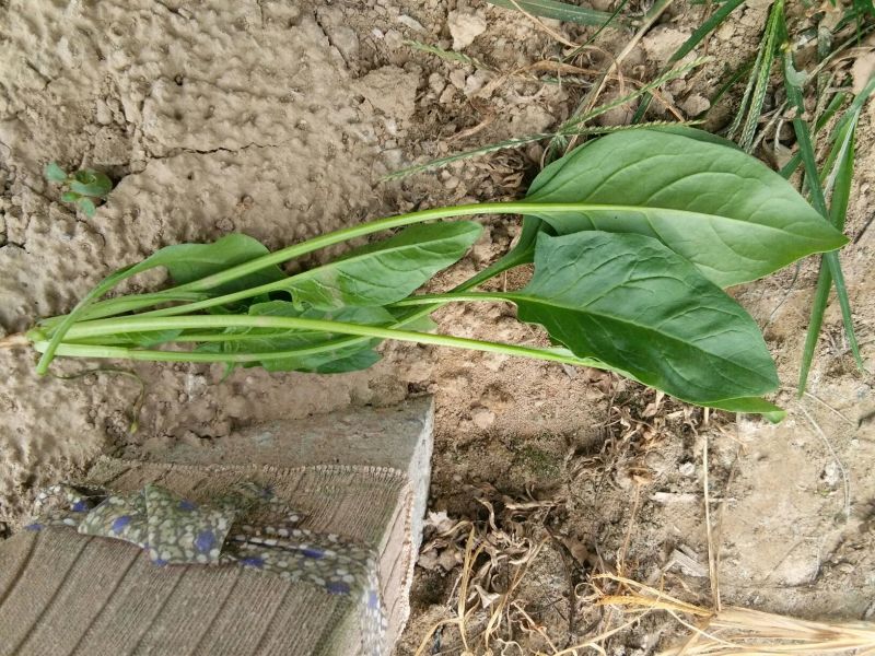 名门菠菜25~30厘米
