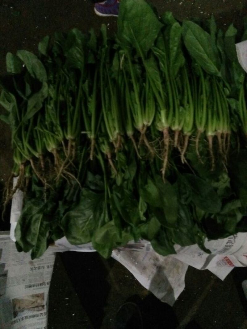 大叶菠菜20~25厘米