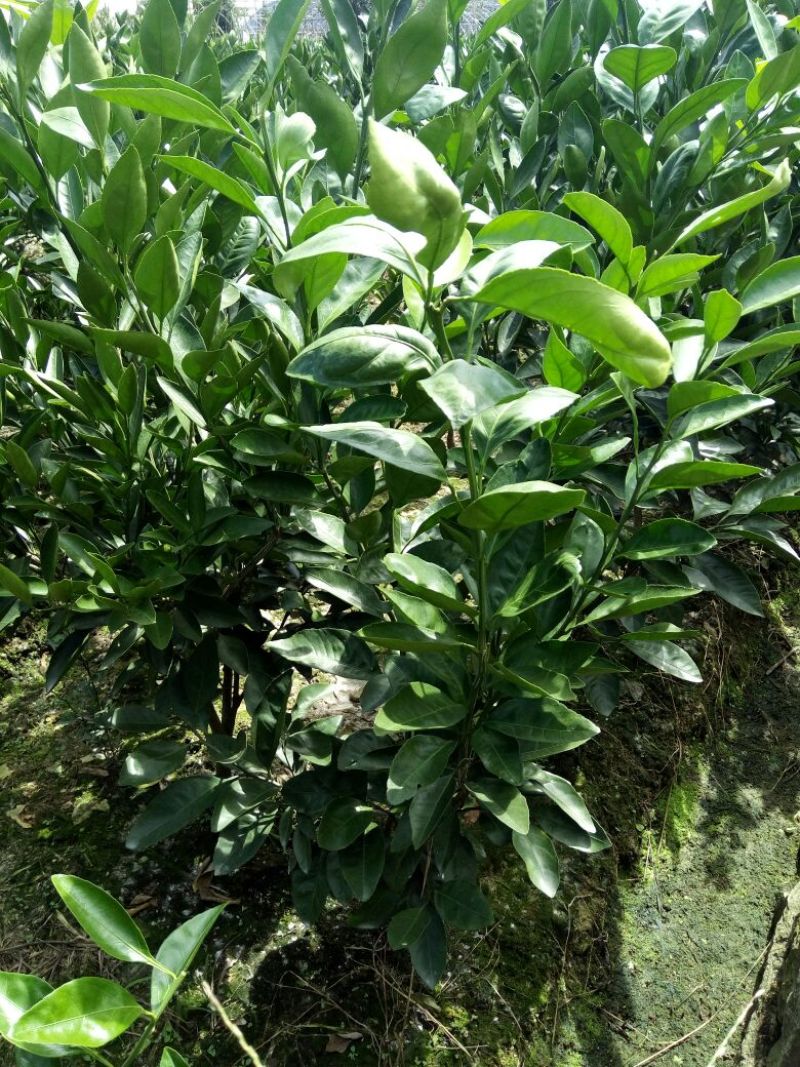 晋早熟蜜桔苗80~120cm