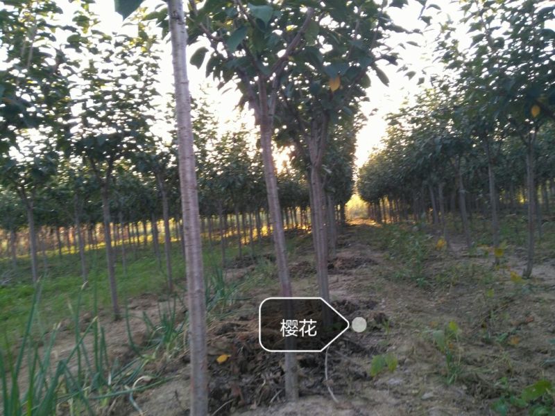 樱花树，各种规格早樱，晚樱，量大价优，欢迎进店联系