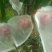 红心火龙果中（5-6两）