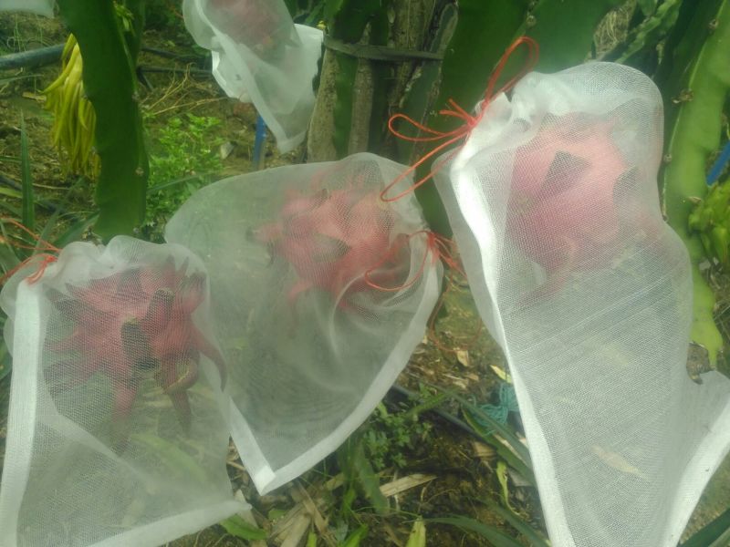 红心火龙果中（5-6两）