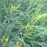 干黄花菜散装一级