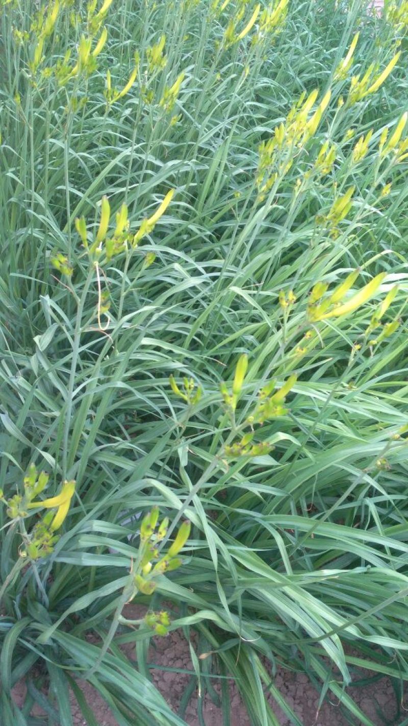 干黄花菜散装一级