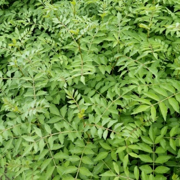 花椒苗大红袍花椒种植基地