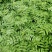花椒苗大红袍花椒种植基地