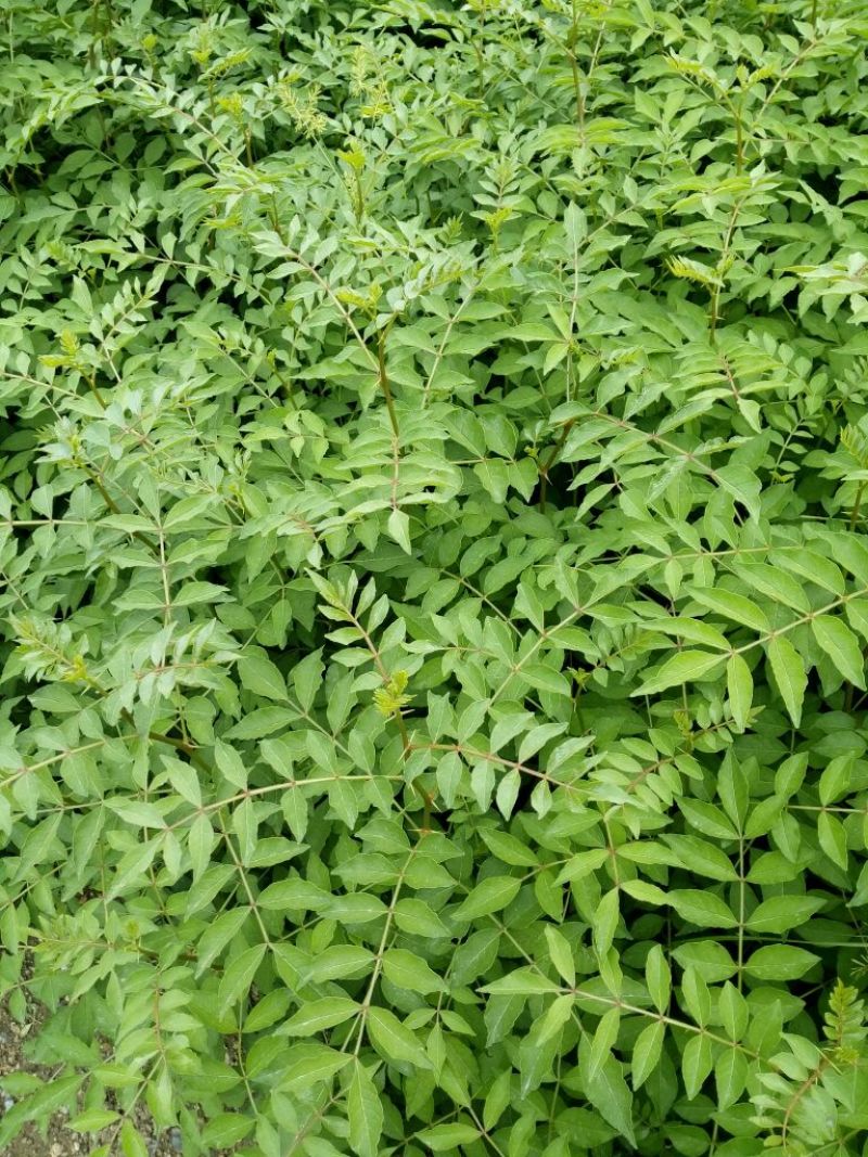 花椒苗大红袍花椒种植基地