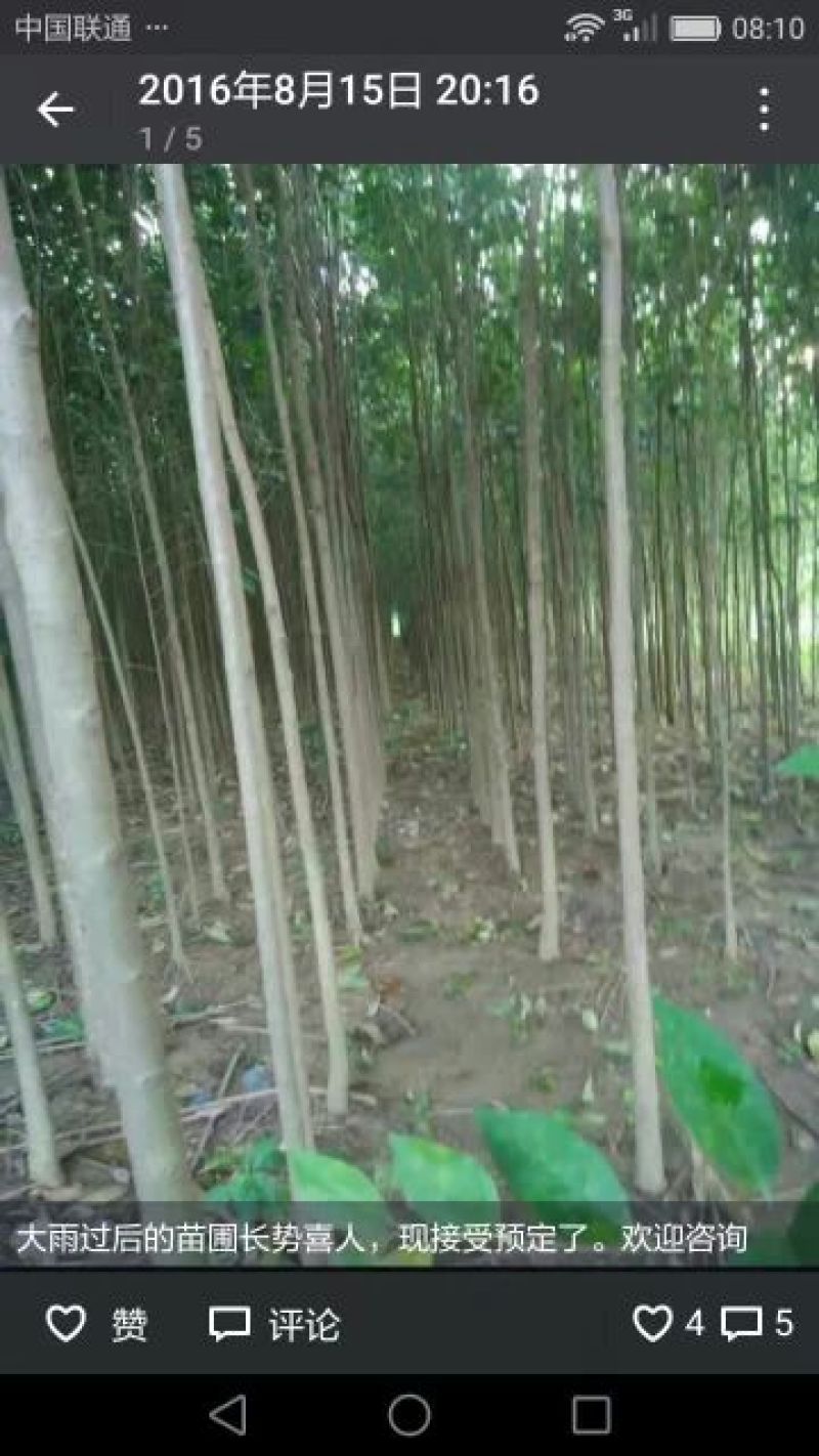 大叶女贞4cm以下