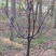 木瓜树261~300cm