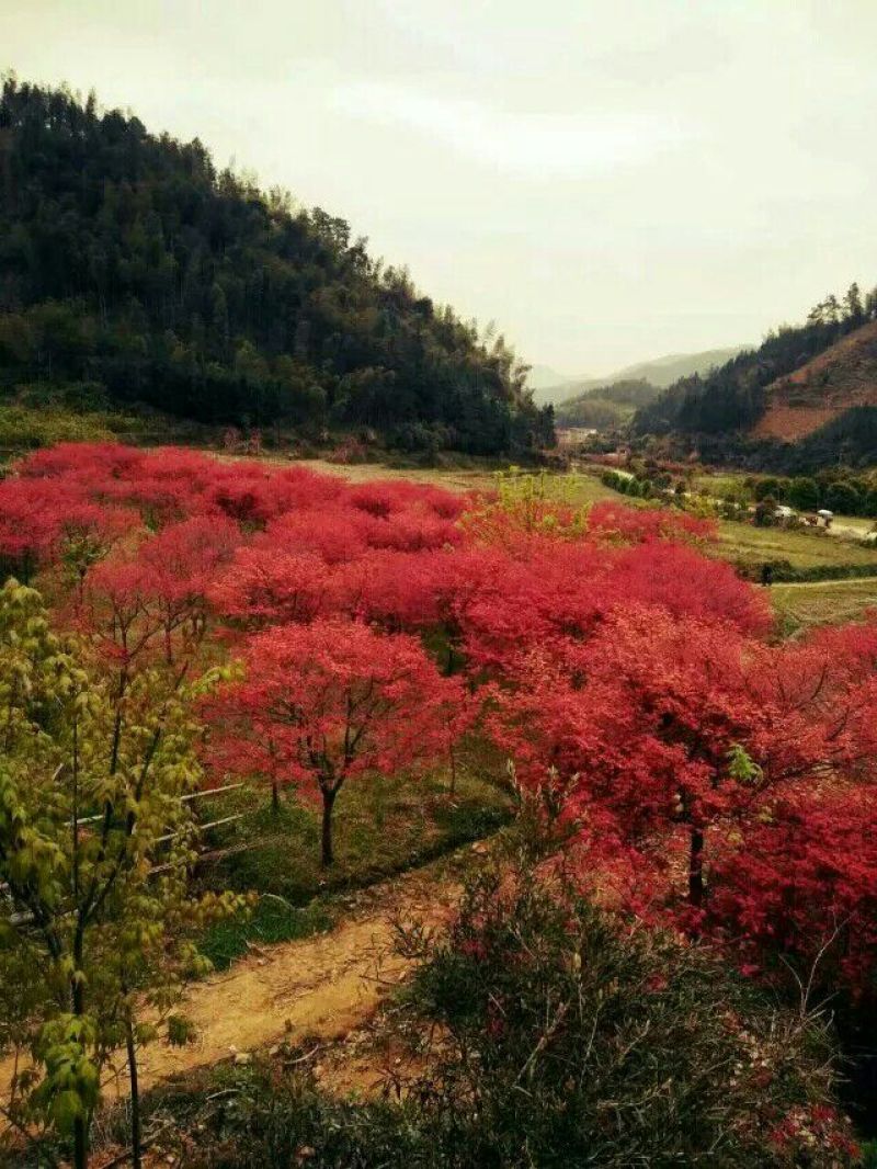 红枫古桩5~10cm