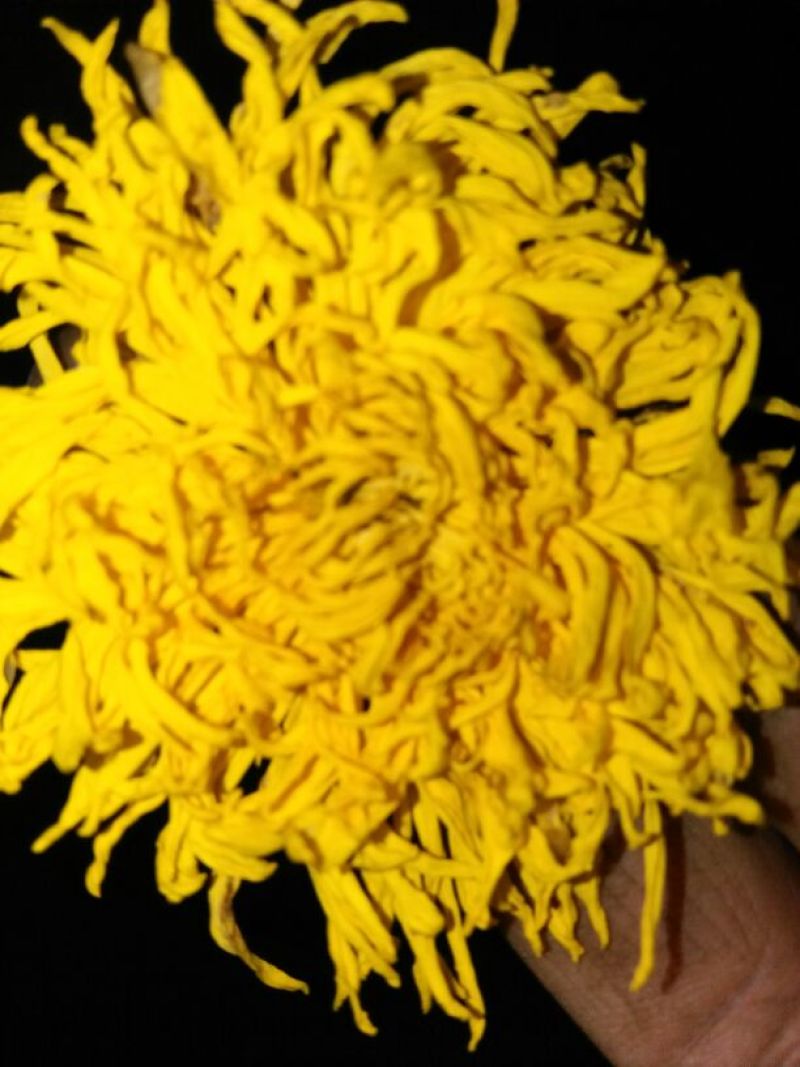 菊花茶开花