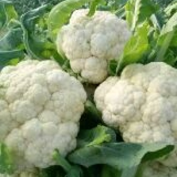 白花菜，实花，菜花，市场加工质量有保证产地代发全国各地