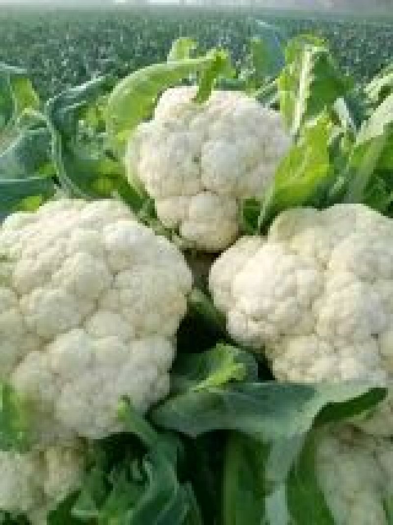 白花菜，实花，菜花，市场加工质量有保证产地代发全国各地