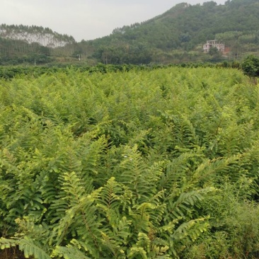 余甘果苗