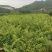 余甘果苗
