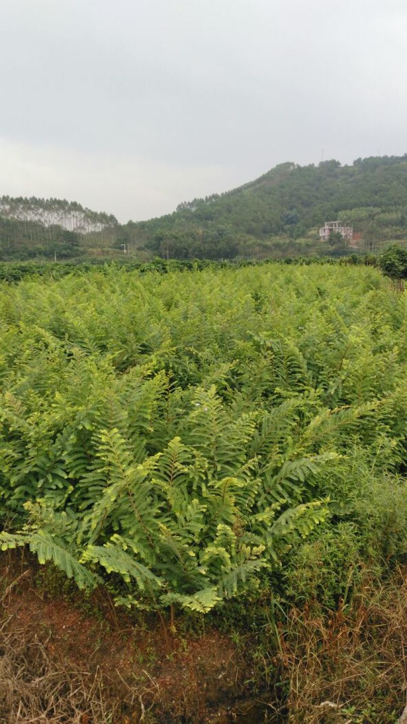 余甘果苗