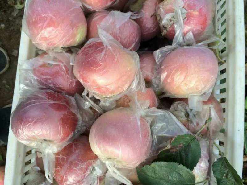 大荔县膜袋红富士苹果基地