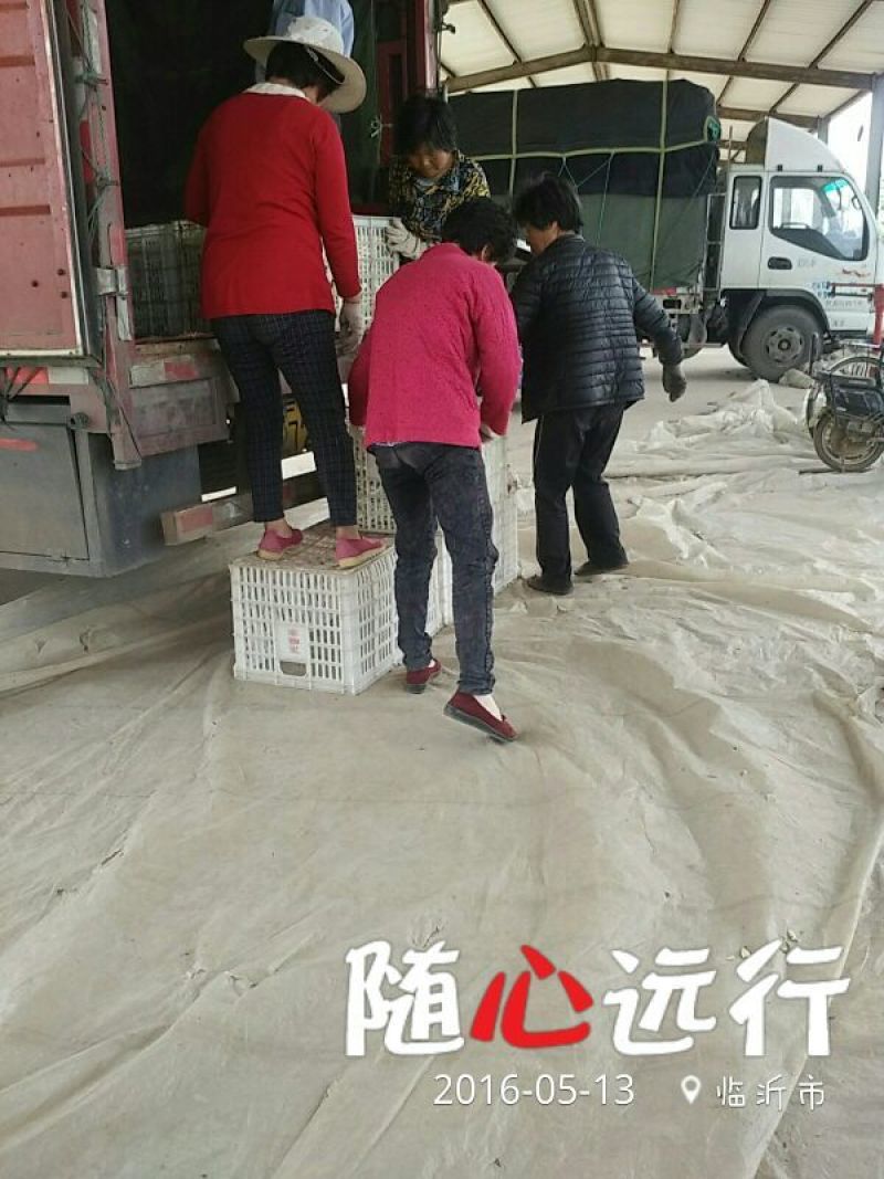 九粒白芸豆20cm以上