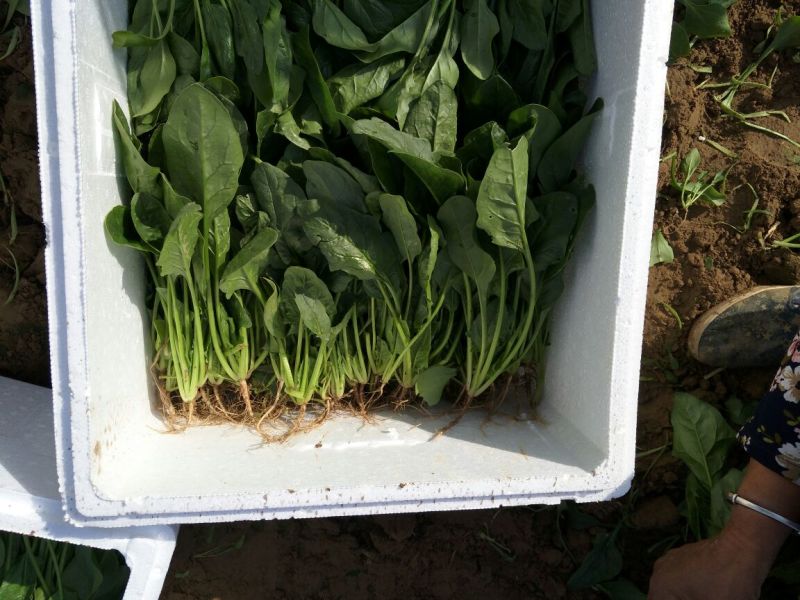 菠菜25~30厘米