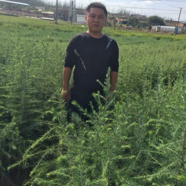 雪松