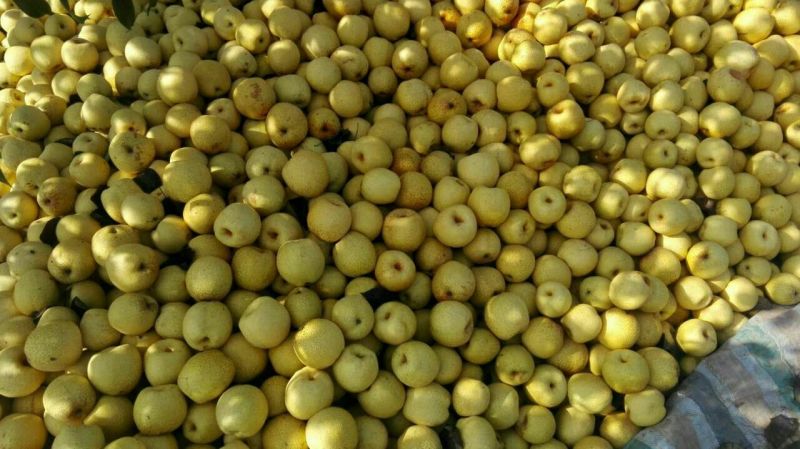 砀山梨300~350g纸箱
