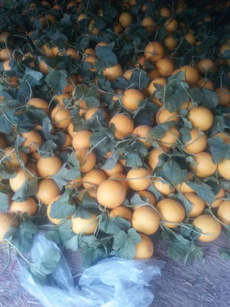 九红瑞香瓜3月份大量上市