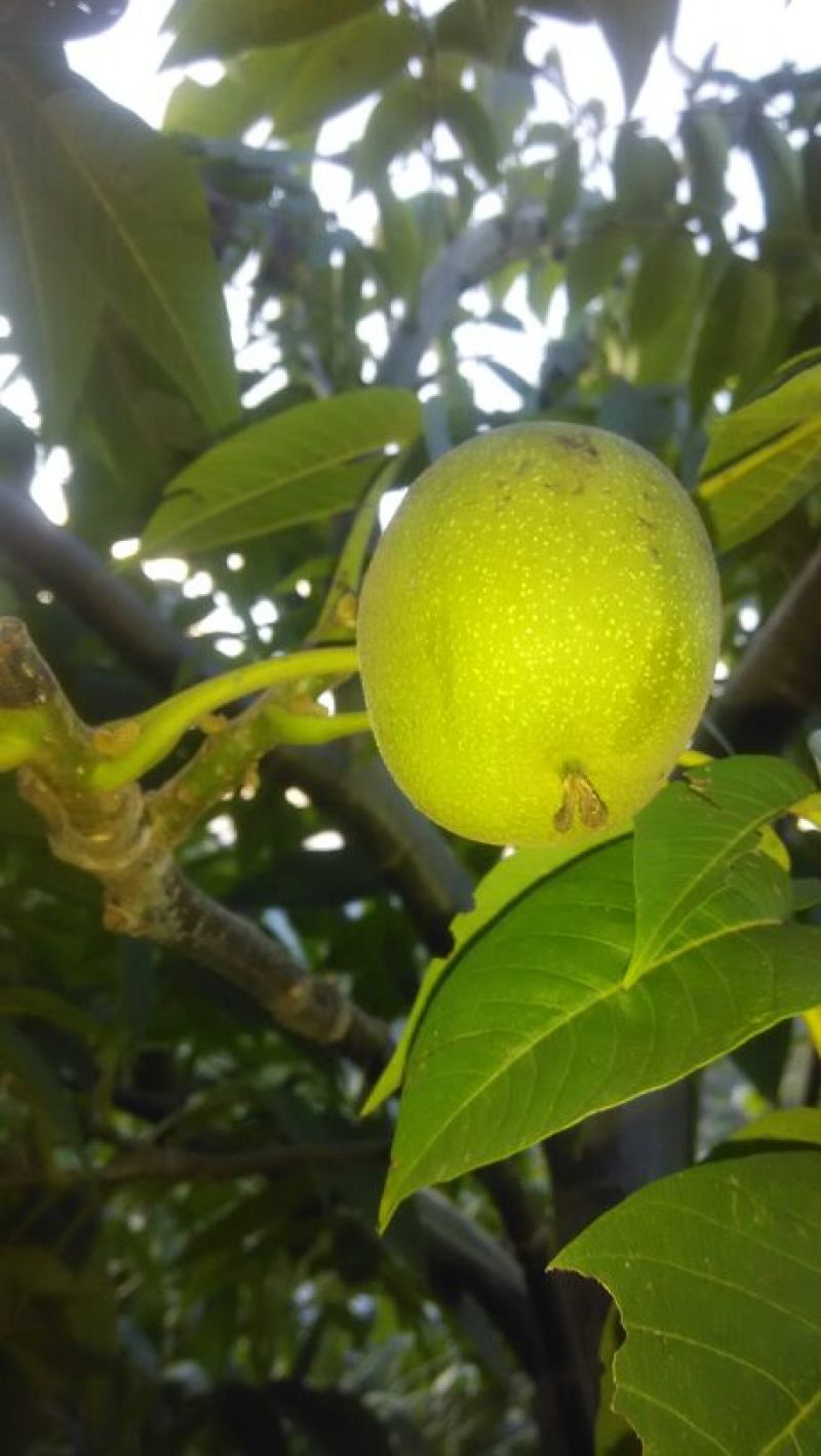 青皮核桃青皮