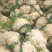 松花菜多品种大量供应！本合作社散装带套装箱配套冷库