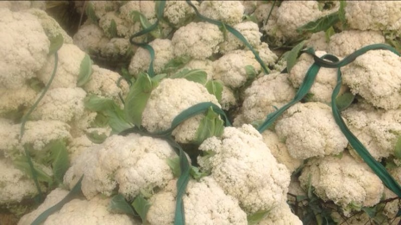 松花菜多品种大量供应！本合作社散装带套装箱配套冷库
