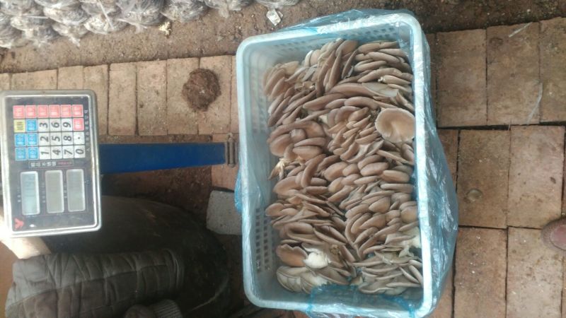 【优选】河北平菇灰平菇3~5厘米黑色厚，一手货源